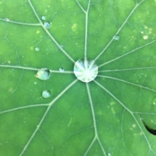 Dasarada Photographie